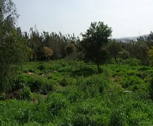 الرصيفة